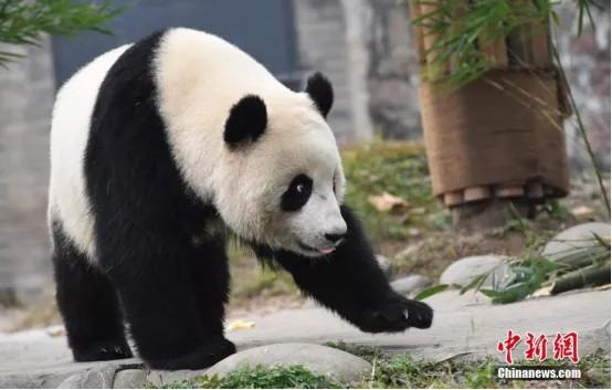 资料图：海归大熊猫“暖暖”。安源 摄 