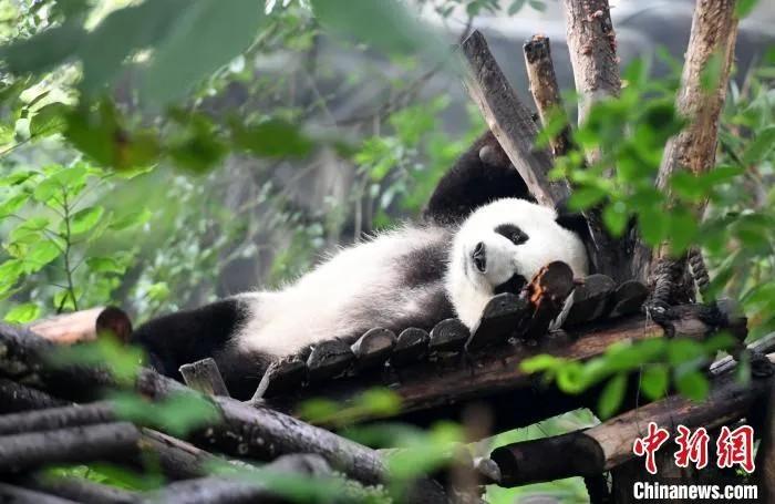 资料图：大熊猫宝宝们在熊猫乐园卖萌，憨态可掬。安源 摄